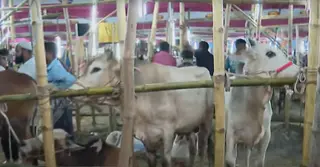 শেষ মুহূর্তে জমজমাট রাজধানীর পশুহাট, সংকট ছুটছেন ক্রেতারা